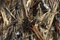 Picture of Tiger Tough 2009-2010 Ford F150 (Ext. Cab) 60/40 Bench with Adjustable Headrest and Center Seat Belt